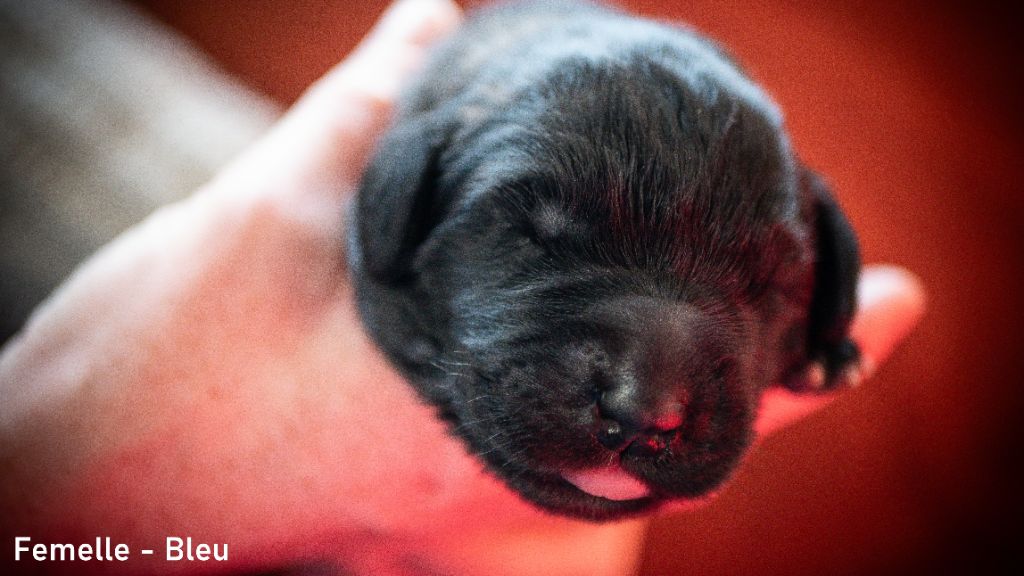 Des Terres De Sigiriya - Chiot disponible  - Leonberger