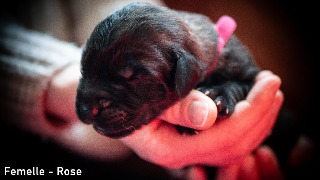 Des Terres De Sigiriya - Chiot disponible  - Leonberger