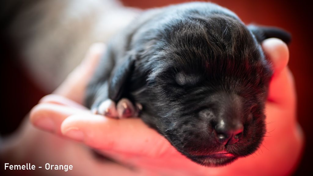 Des Terres De Sigiriya - Chiot disponible  - Leonberger