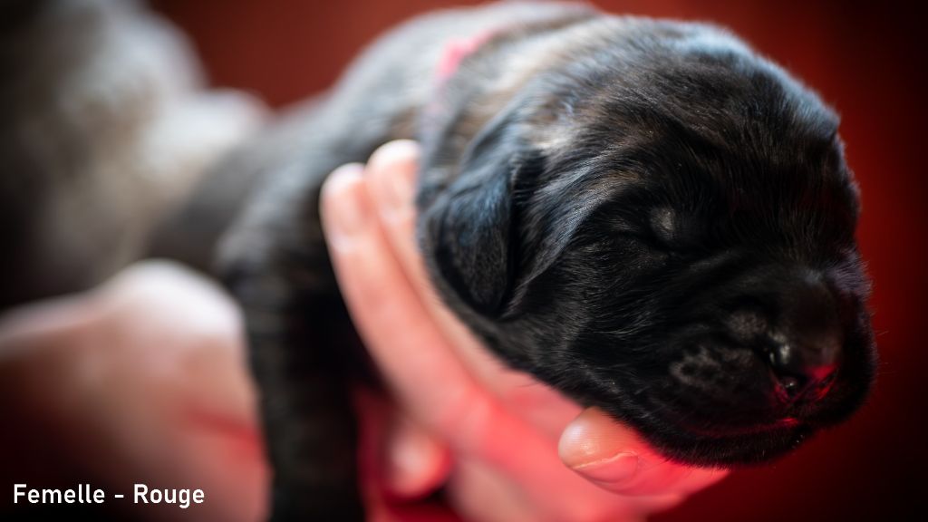 Des Terres De Sigiriya - Chiot disponible  - Leonberger